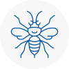 Thanet Hornet Nest Removals