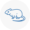 Rat Control Thanet