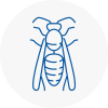 Thanet Wasp Nest Removal
